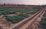 ewery irrigation2